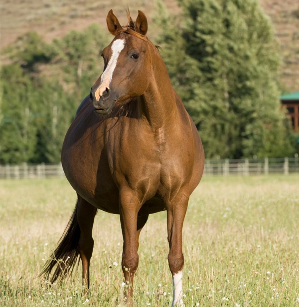 Equine Reproduction: The Miracle of Life in Horses