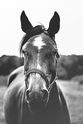 Dangers of colic in horses