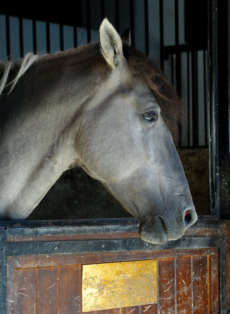 a horse in a stable stall