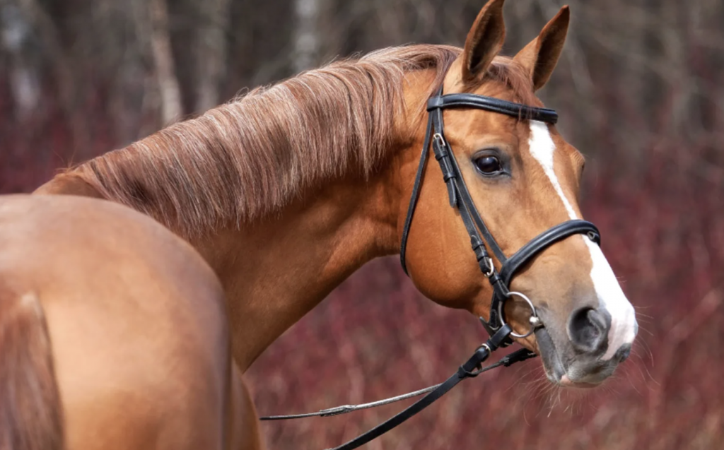 how to prevent tying up in horses