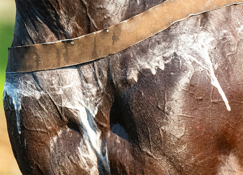 Heat Exhaustion in Horses. Don’t Miss This.
