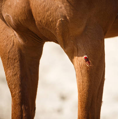 Horse abrasions and lacerations