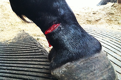 Lacerations in horses