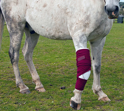 Equine wound care