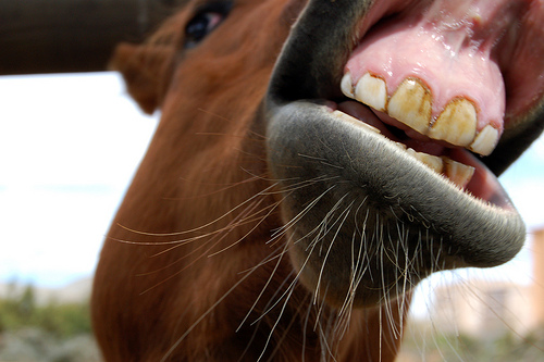 dental problems in horses