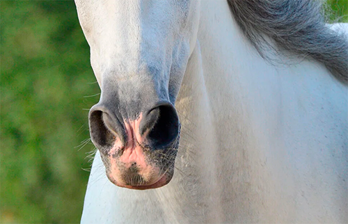 equine runny nose
