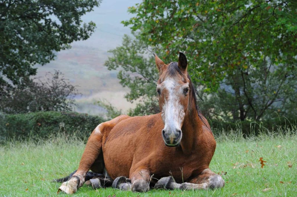 Caring For an Aging Horse
