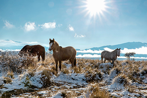 Cold Weather Care for Horses