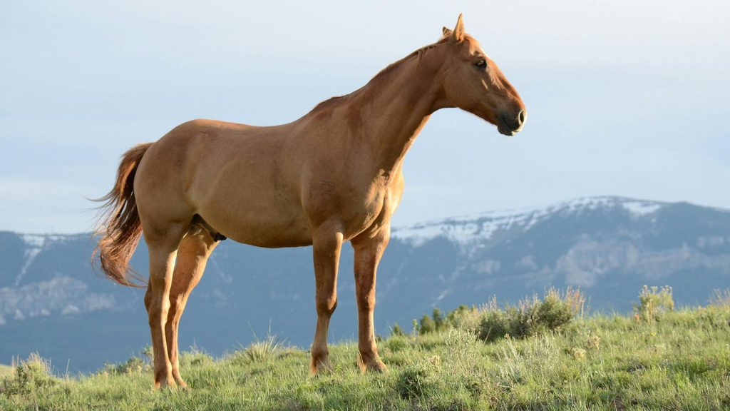 The Majesty of Horses