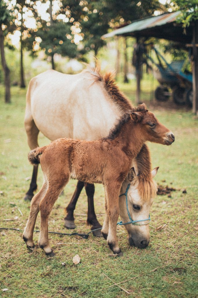 Reproductive Care in Horses
