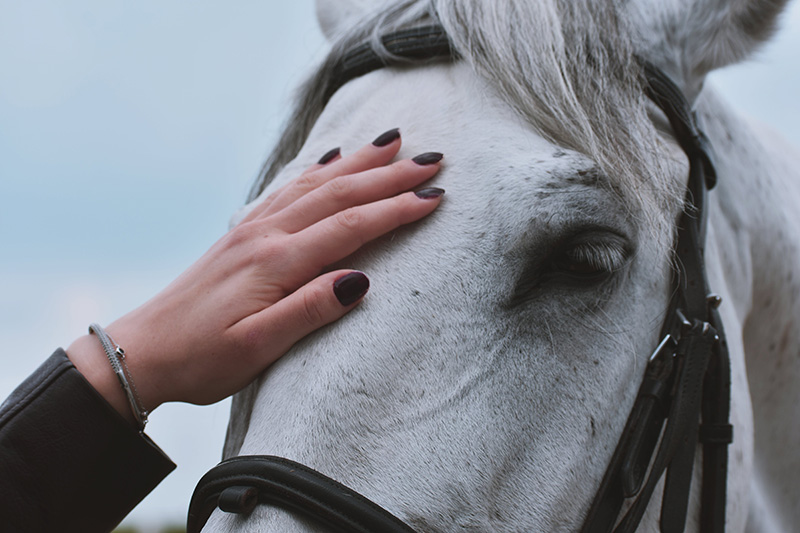 equine wellness and nutrition