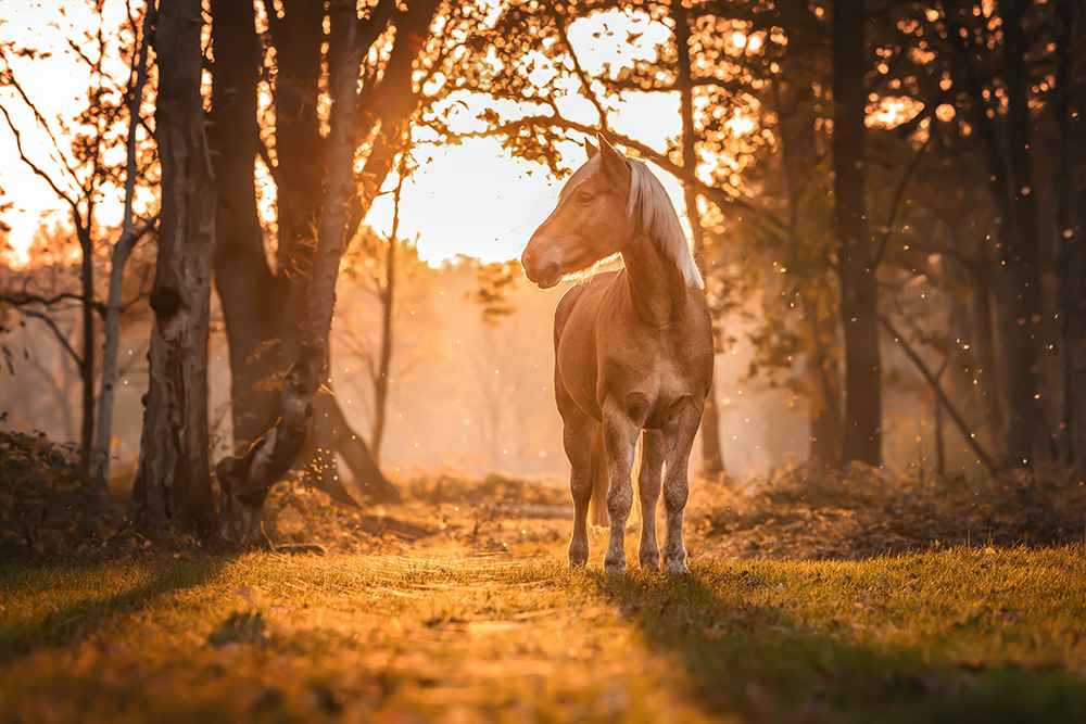 Unlocking the Secrets of Equine Wellness: A Guide to Optimal Horse Nutrition