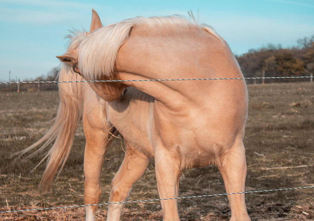 Unraveling the Mystery: Understanding and Addressing Common Horse Skin Problems
