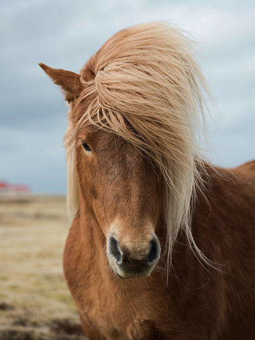 foraging and nutrients for horses
