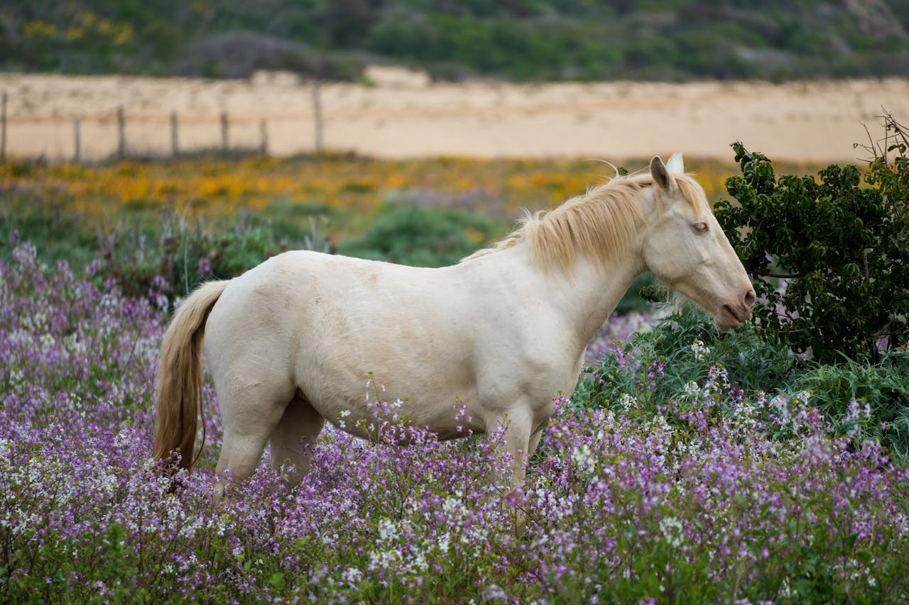 Springtime Care for Horses