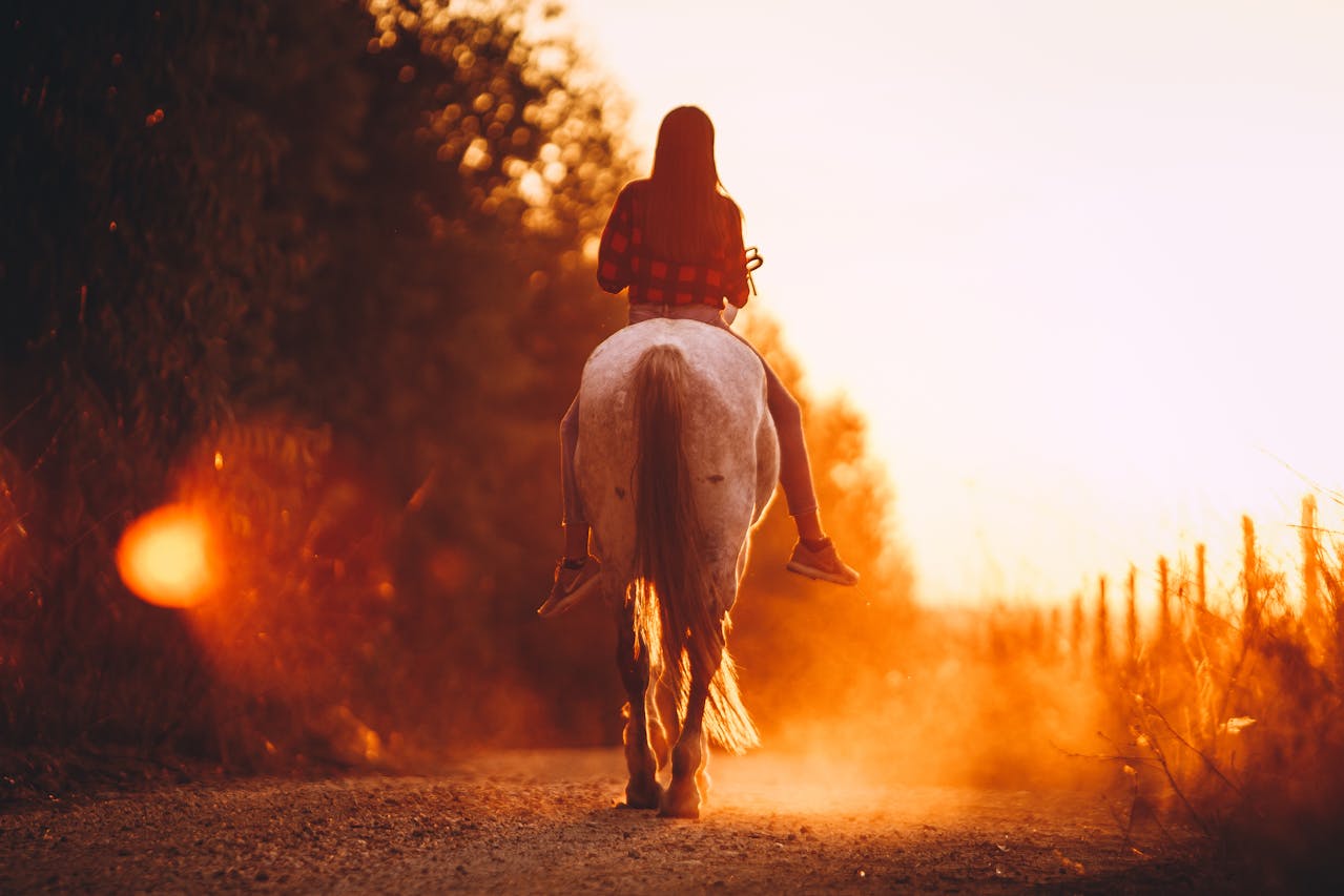 A Guide for First-Time Horse Owners: What You Need to Know